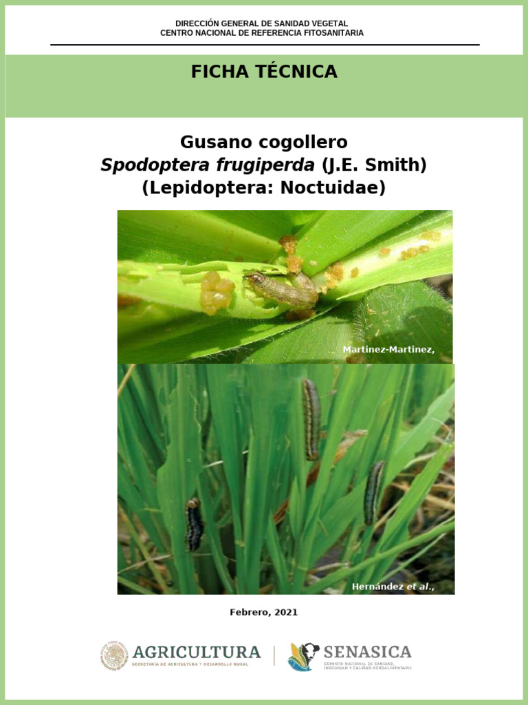 Ficha Técnica del Gusano Cogollero | PDF | Crisálida | Huevo
