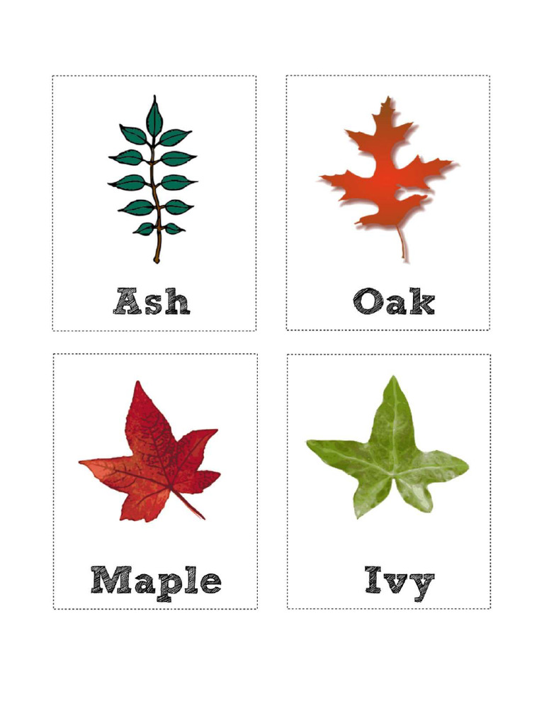types-of-leaves-pdf