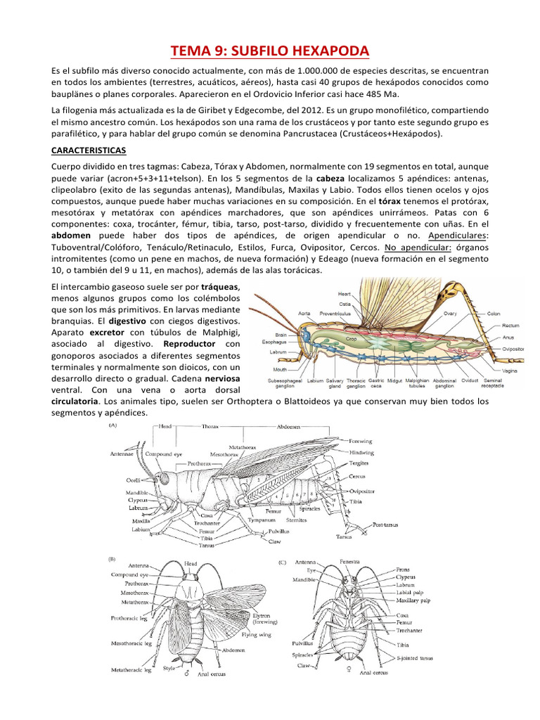 Características del subfilo Hexapoda | PDF | Hexapoda | Insectos