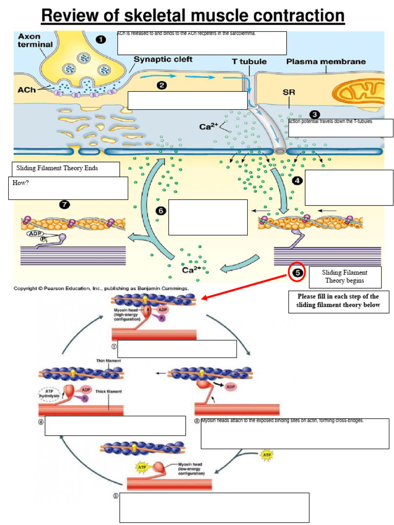 Sliding Filament Theory Explained | PDF | Cell Biology | Soft Tissue