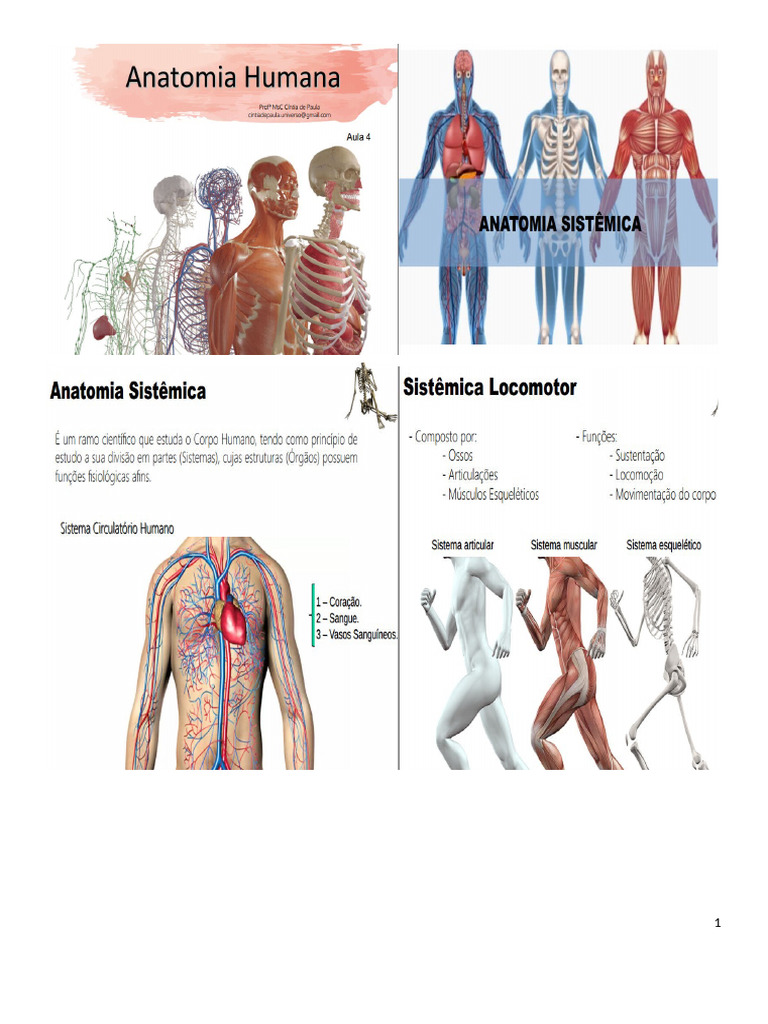 Aula 4 - Anatomia | PDF