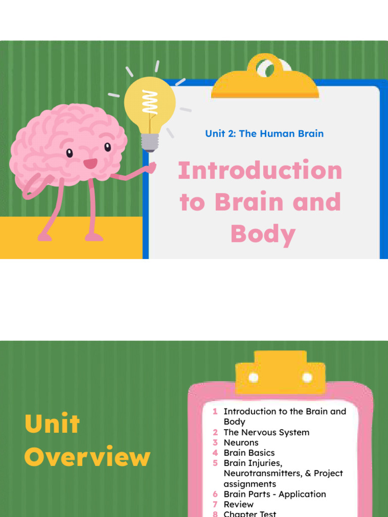 Understanding Human Brain Anatomy | PDF | Brainstem | Cerebral Cortex