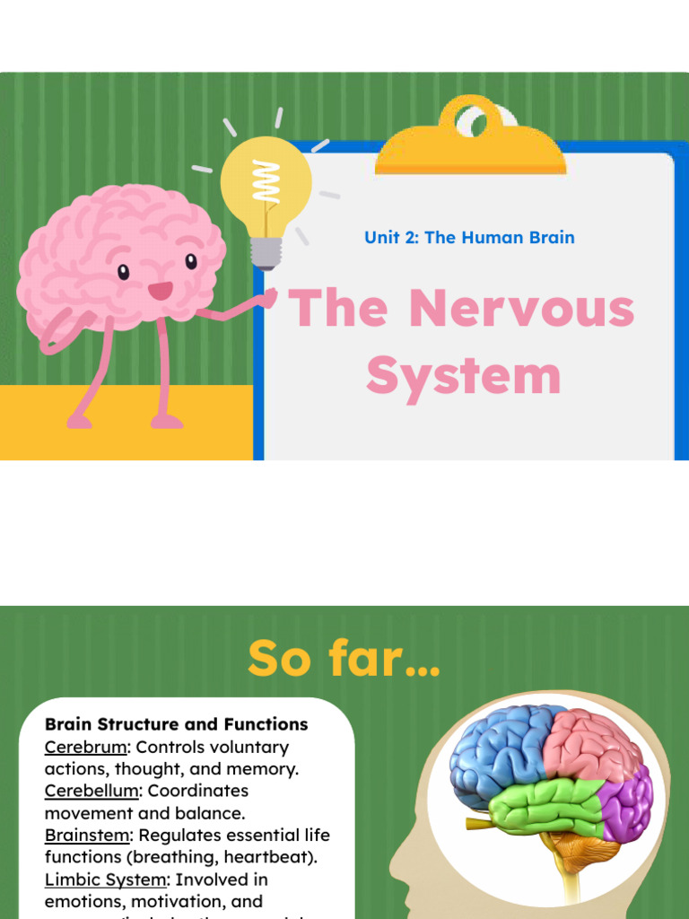 Overview of the Nervous System Functions | PDF | Central Nervous System ...