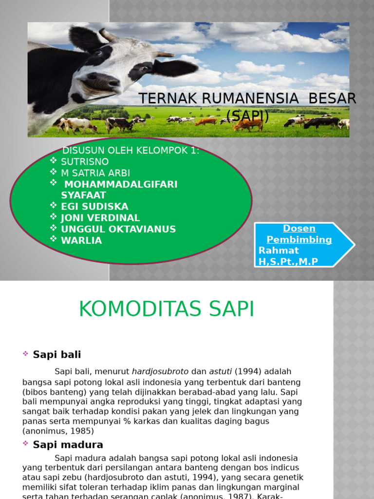 Ternak Rumanensia Besar (SAPI) : Disusun Oleh Kelompok 1: Sutrisno M ...
