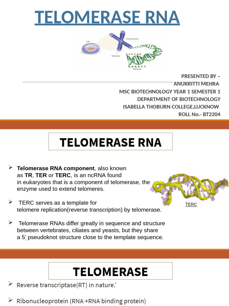 Telomerase RNA: Function and Significance | PDF | Genetics | Molecular ...