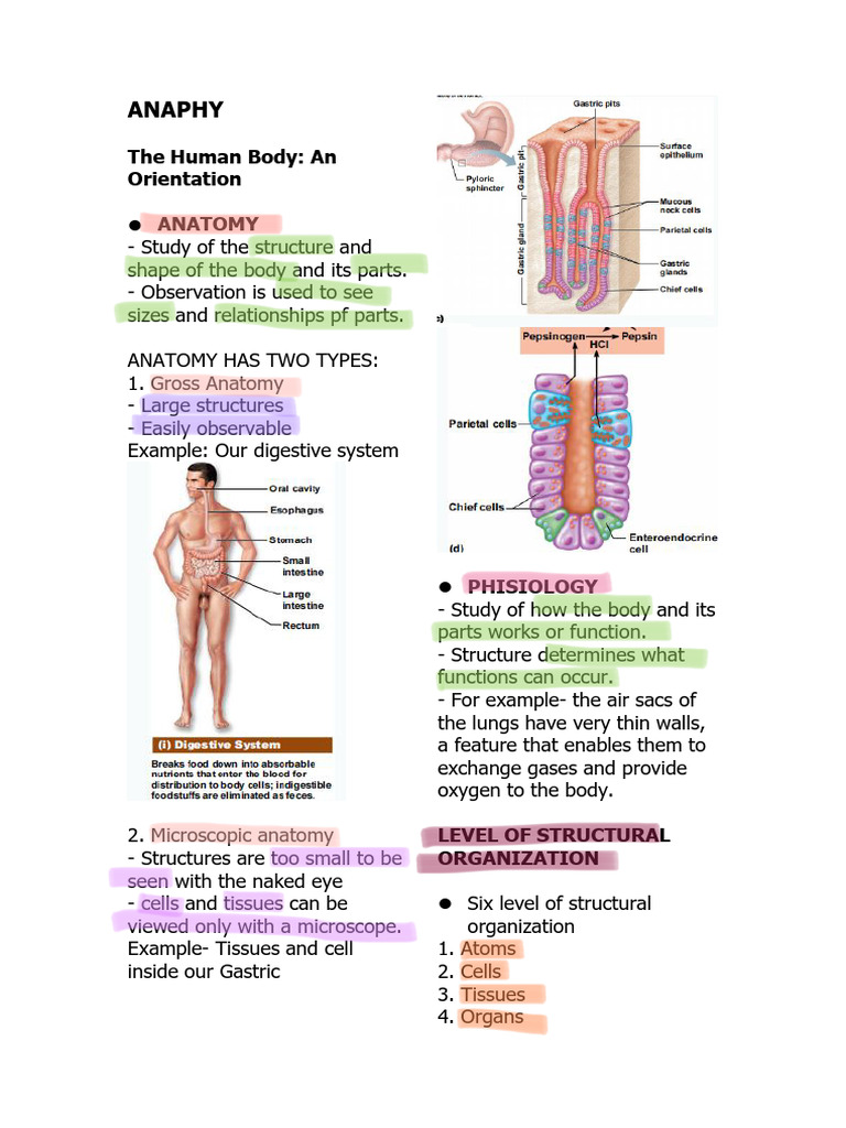 Anatomy and Physiology Overview | PDF | Anatomical Terms Of Location ...