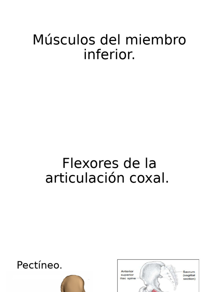 Músculos Del Miembro Inferior | PDF | Tejido suave | Cadera