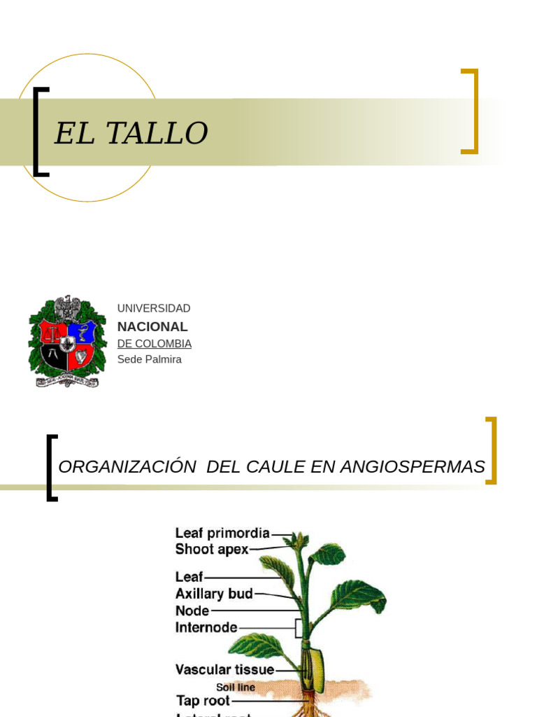 Estructura y Funciones del Tallo en Plantas | PDF | Tallo de la planta ...
