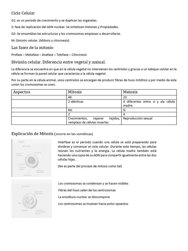 Fases del Ciclo Celular y Mitosis | PDF | Mitosis | Mitosis