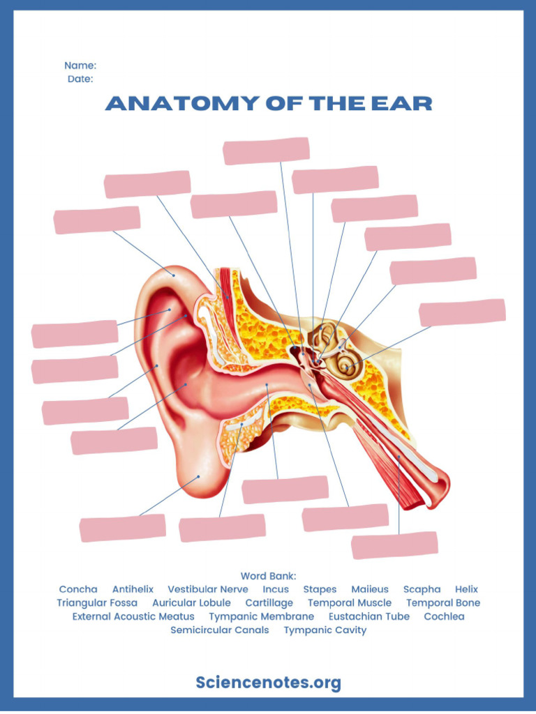 Anatomy of The Ear | PDF