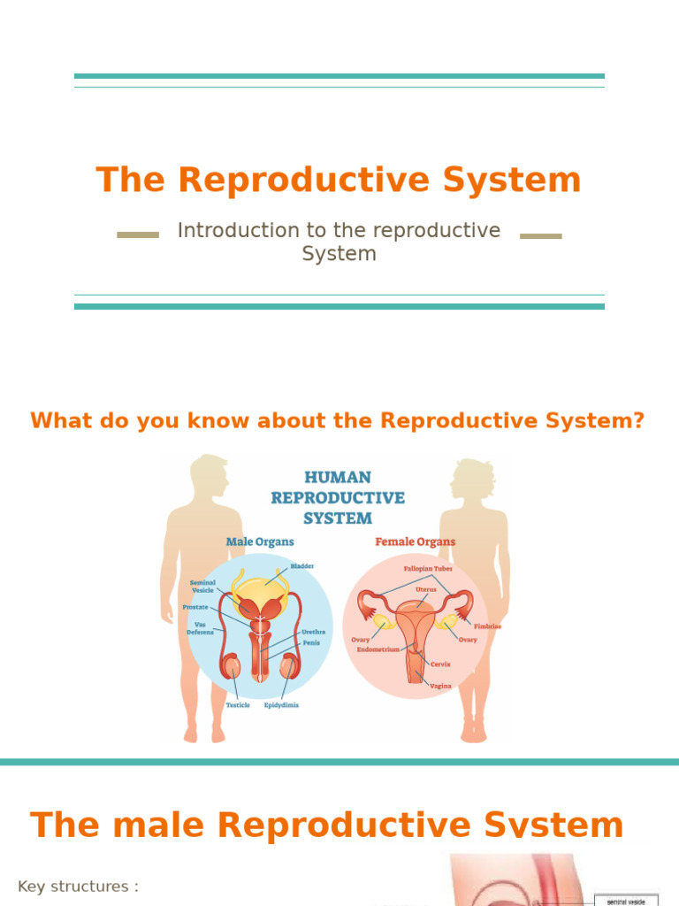 Male and Female Reproductive Systems | PDF | Menstrual Cycle ...