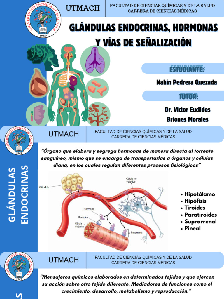 Glándulas Endocrinas y Hormonas | PDF | Sistema endocrino | Hormona