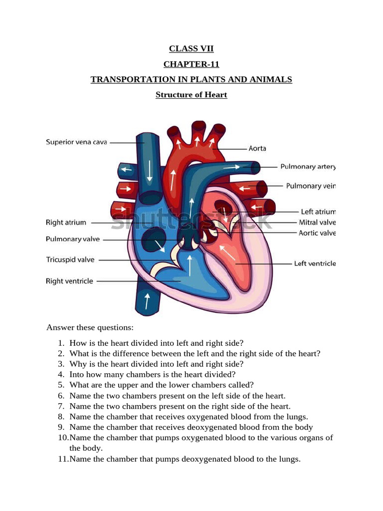 Heart Structure and Function in Animals | PDF