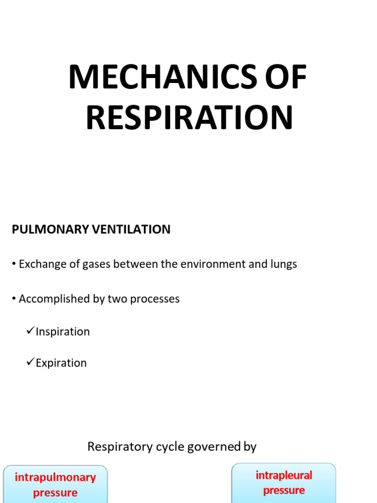 Mechanics of Pulmonary Ventilation | PDF | Lung | Respiratory System