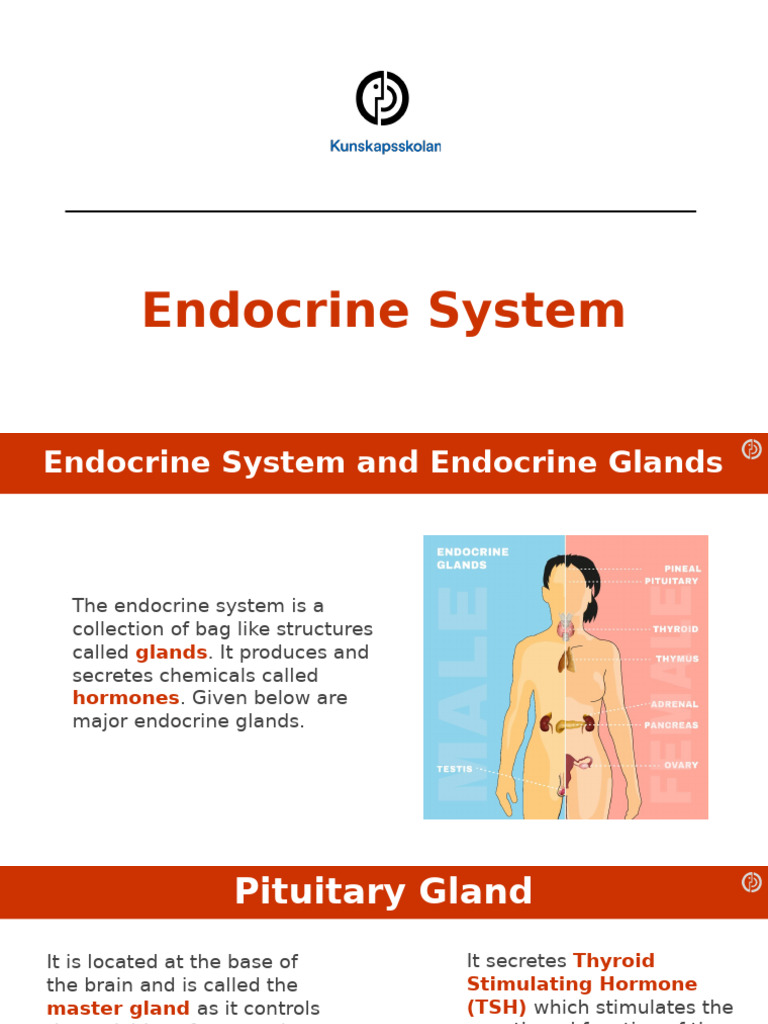 Endocrine System | PDF