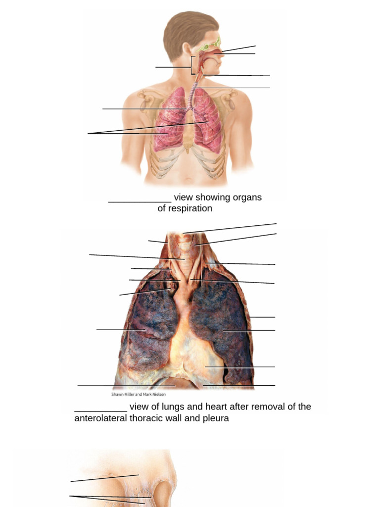 18 Practice Labelling Respiratory System | PDF | Respiratory Tract | Lung