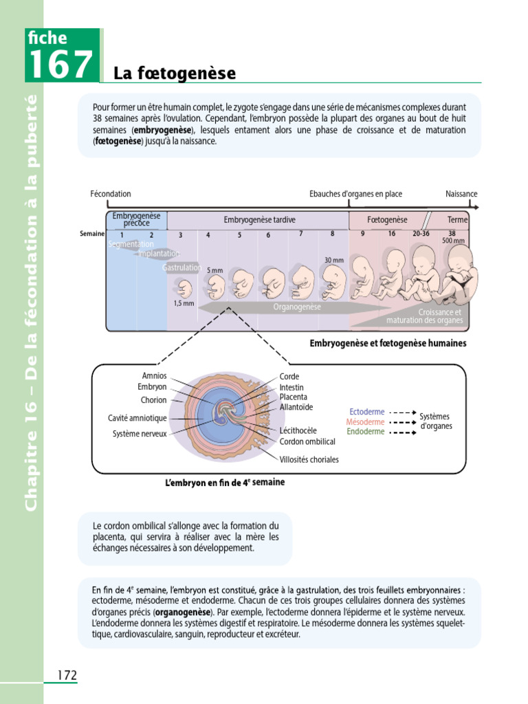 Développement embryonnaire humain | PDF | la reproduction | Biologie