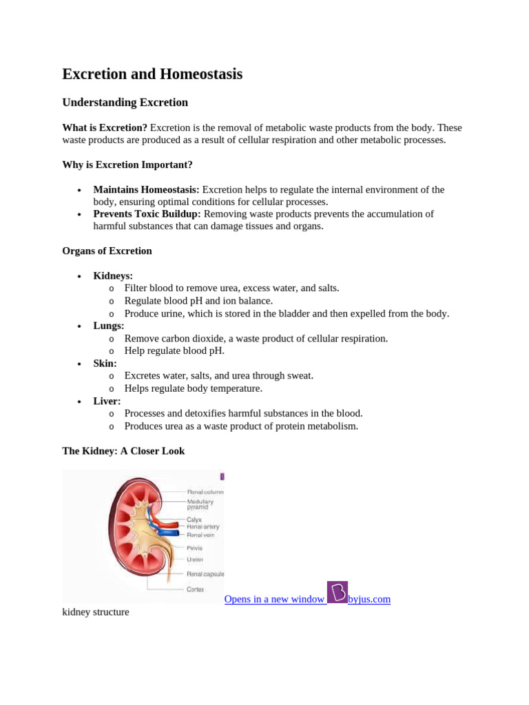 Excretion And Homeostasis Pdf Kidney Organ Anatomy