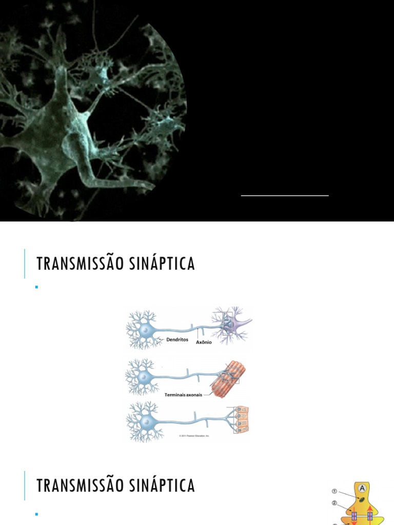 Aula de Transmisso Sinptica | PDF | Sinapse | Neurônio