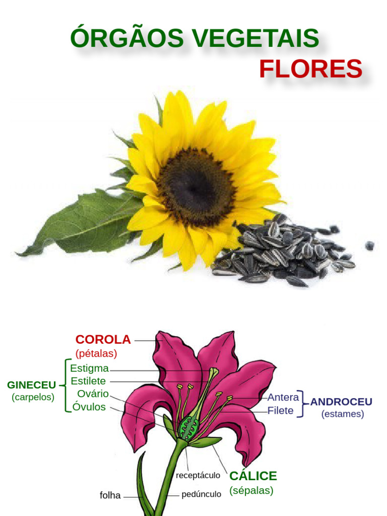 Estrutura e Tipos de Flores e Frutos | PDF | Flores | Morfologia vegetal