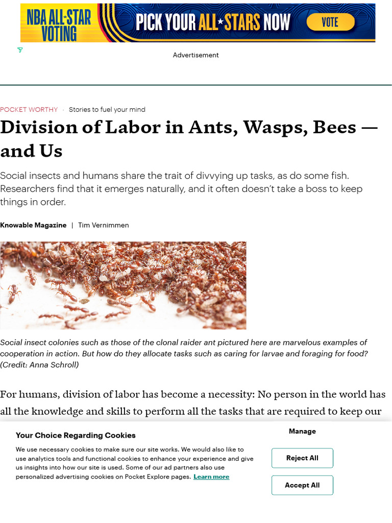 Division of Labor in Ants, Wasps, Bees - and Us | PDF | Ant | Eusociality