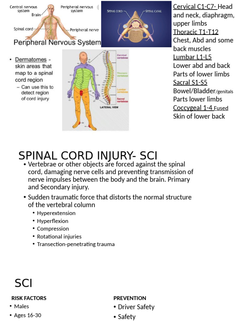Spinal Cord Injury Overview | PDF | Spinal Cord Injury | Vertebral Column