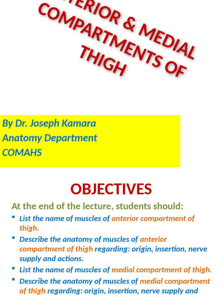 Thigh Anatomy: Anterior & Medial Compartments | PDF | Knee | Hip
