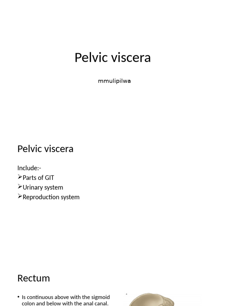 Anatomy of Pelvic Viscera Systems | PDF | Pelvis | Testicle