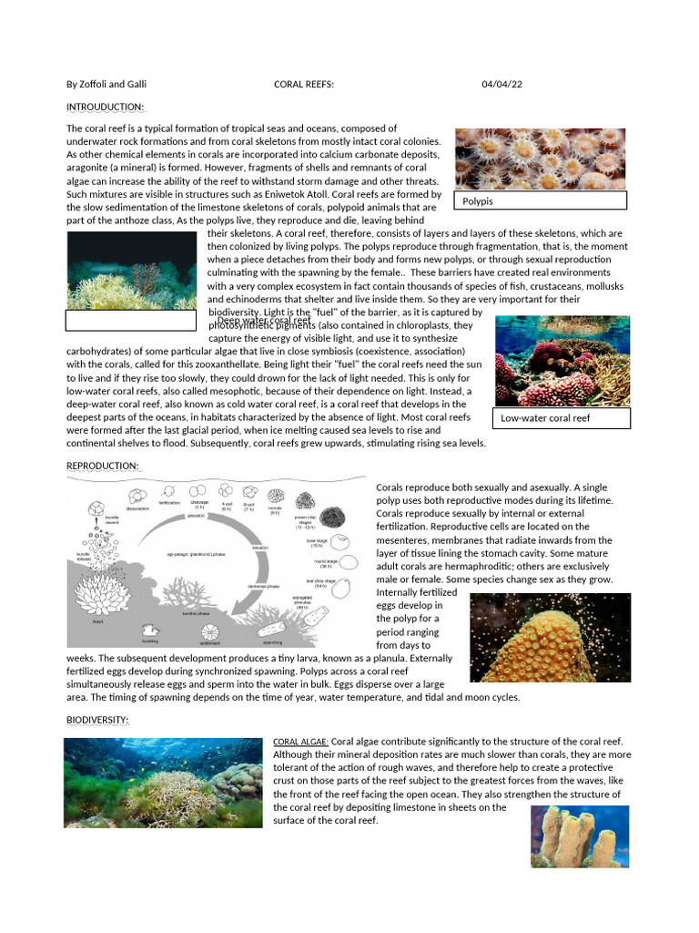CORAL REEFS 2 | PDF | Coral Reef | Coral