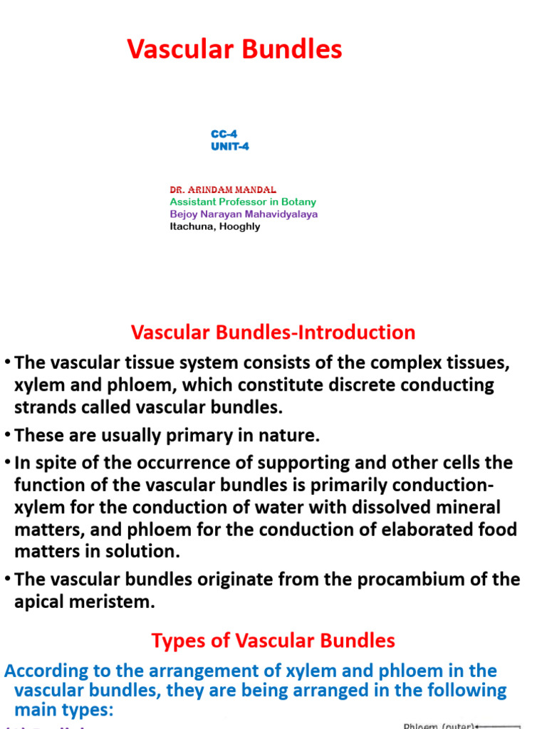 Types of Vascular Bundles Explained | PDF | Plant Stem | Plant Physiology