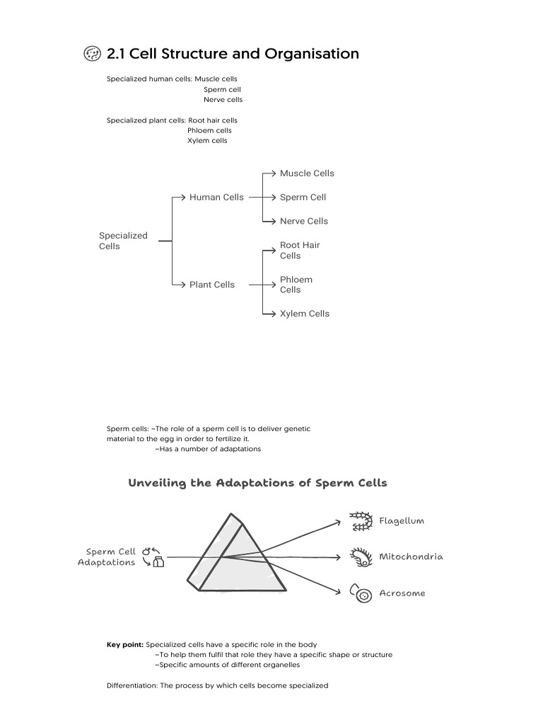 2.1 Cell Structure and Organisation | PDF