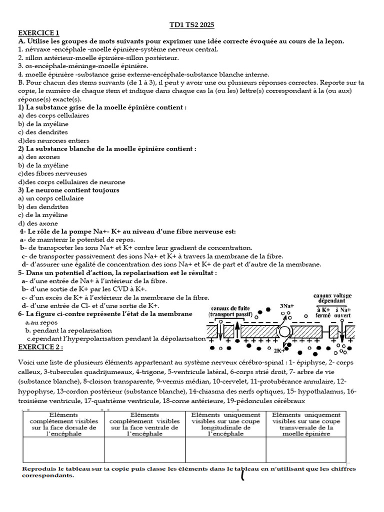 Schéma et Fonctionnement des Axones | PDF | Axone | Nerf