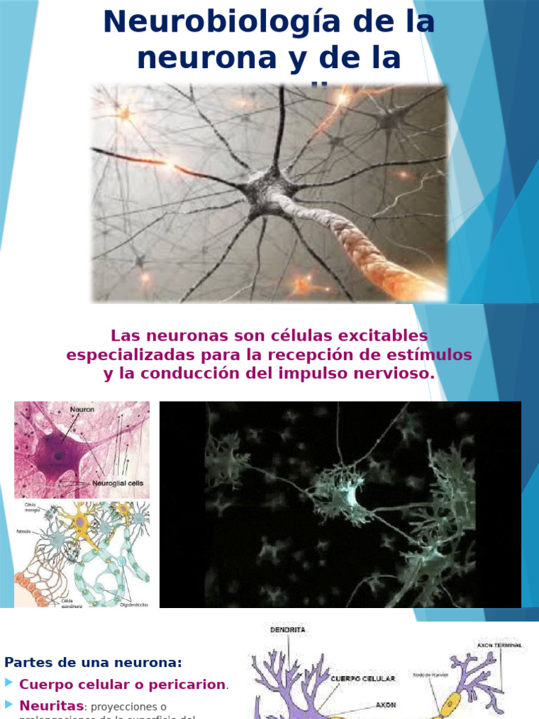 Neurobiología: Neuronas y Neuroglia | PDF | Sinapsis | Neurona
