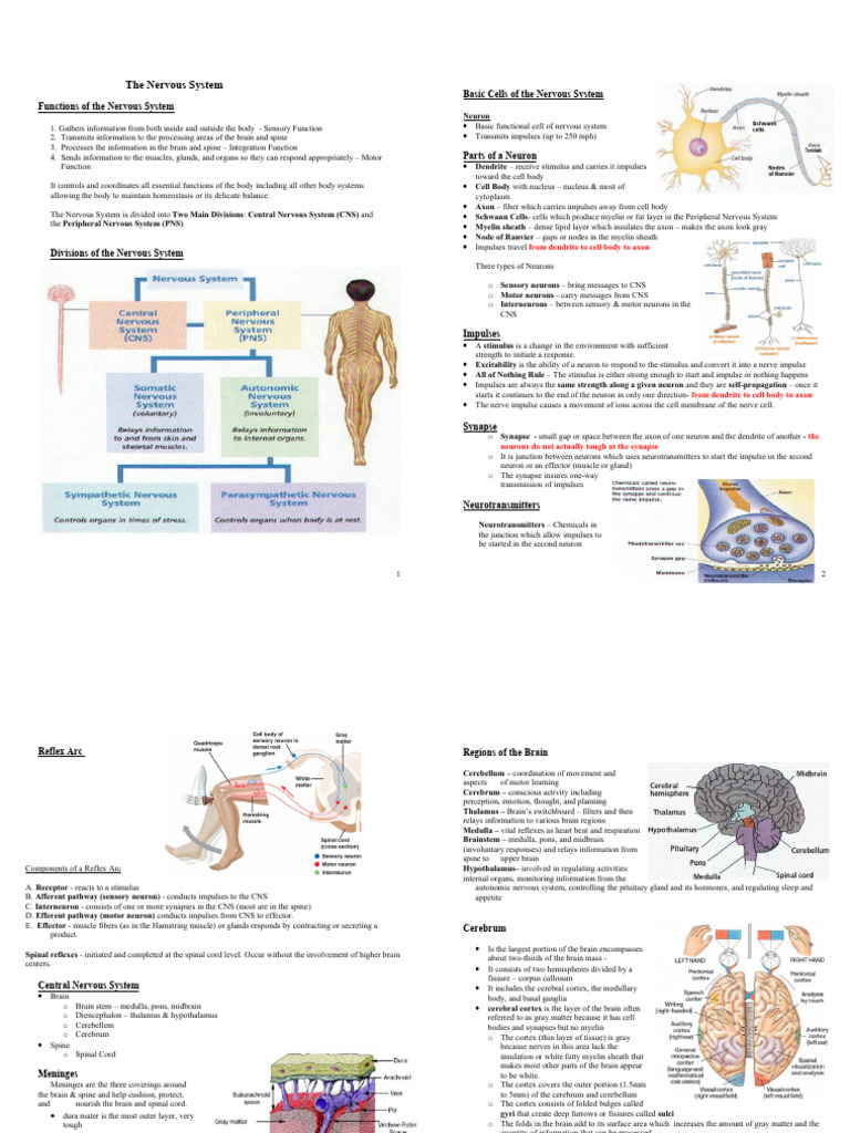 Overview of the Nervous System Functions | PDF | Cerebrum | Neuron