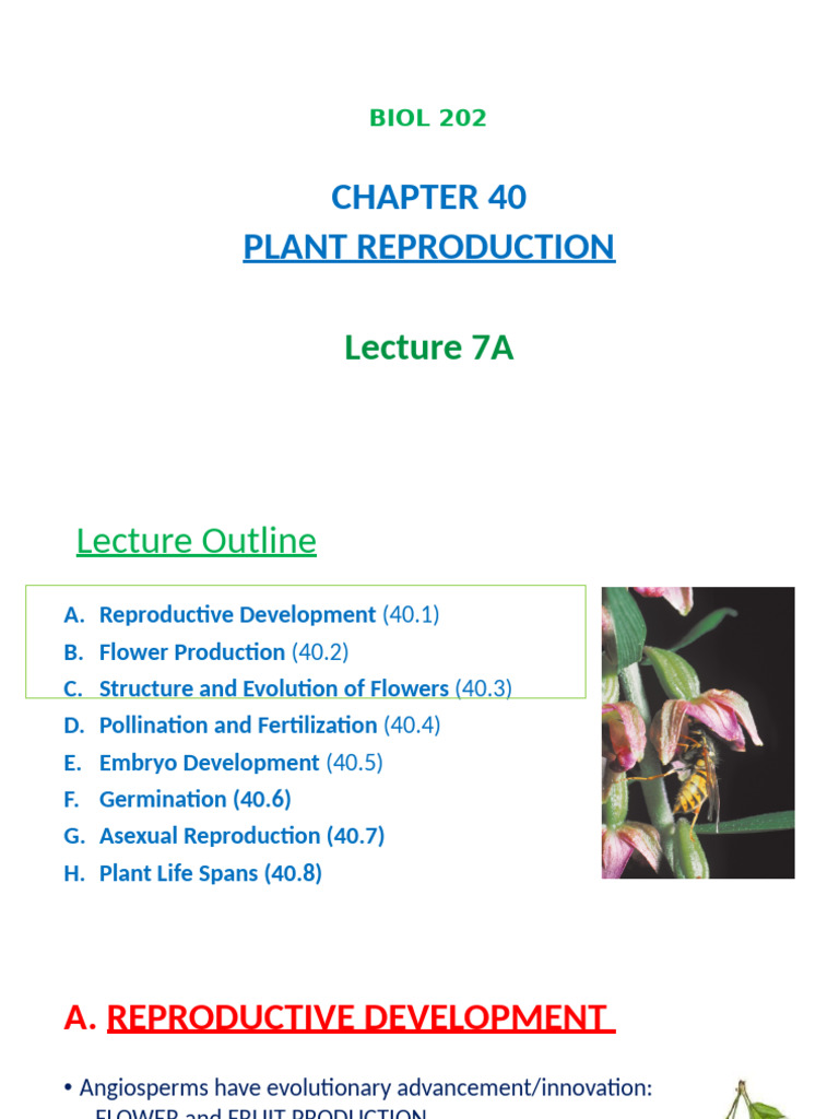 7A +BIOL+202+Lecture+7A+Corrected | PDF | Flowers | Petal