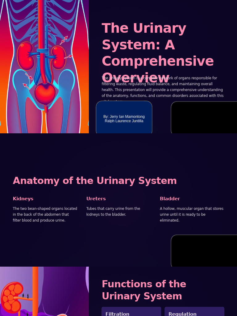 The Urinary System A Comprehensive Overview | PDF | Urinary ...