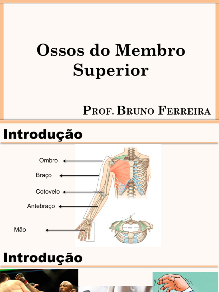 Ossos Dos Membros Superiores Pdf Mão Osso