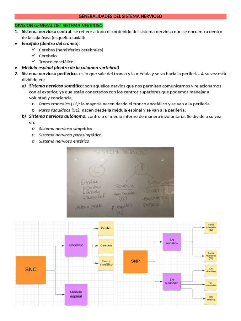 Estructura y Función del Sistema Nervioso | PDF | Sistema nervioso ...