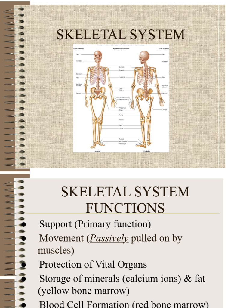 Overview of the Skeletal System Functions | PDF | Bone | Osteoblast