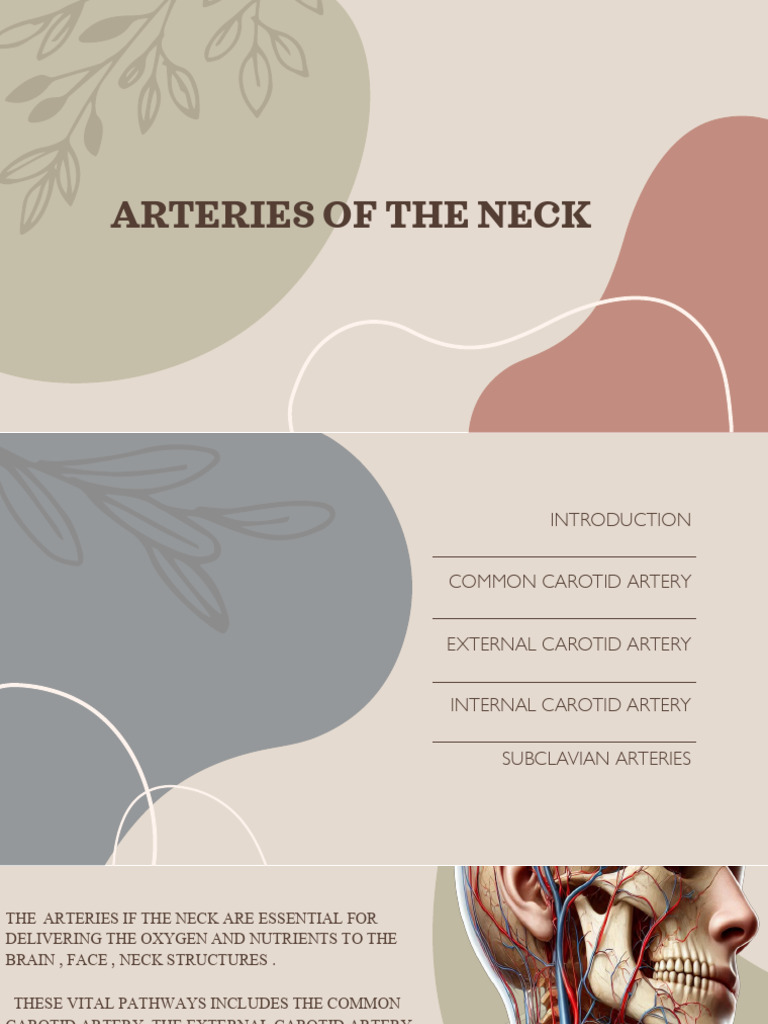 The Arteries of The Neck 2 | PDF | Common Carotid Artery | Human Head ...