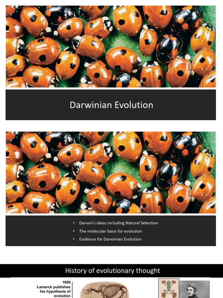 Evolution 1slide Per Page | PDF | Gene | Gene Duplication