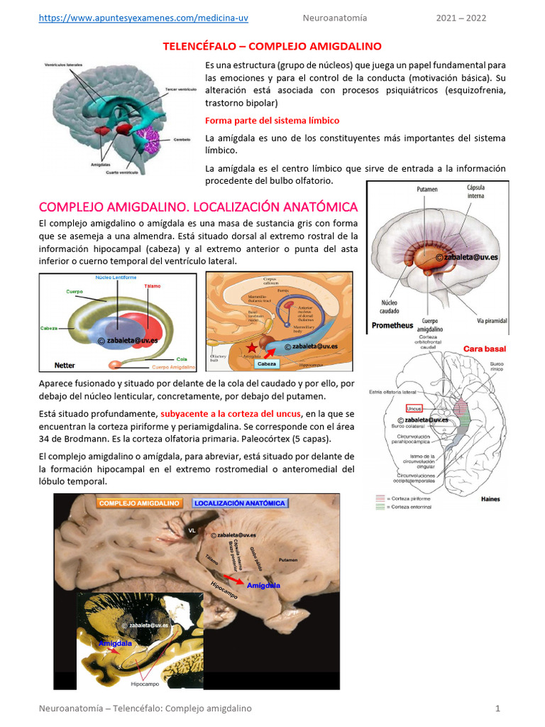 Neuroanatomia Tema36 Telencefalo Complejo-Amigdalino | PDF | Amígdala