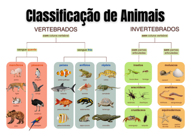 Classificação dos Animais: Grupos e Tipos | PDF