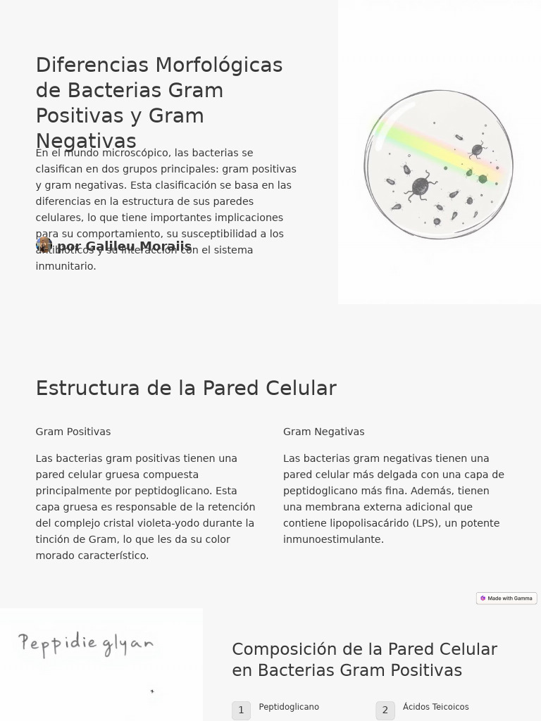 Diferencias Morfologicas de Bacterias Gram Positivas y Gram Negativas ...