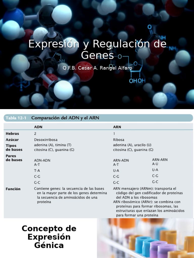 Expresión y Regulación de Genes | PDF | Traducción (biología) | Rna