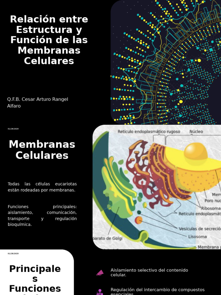 Relación entre Estructura y Función de las Membrana Celular | PDF ...