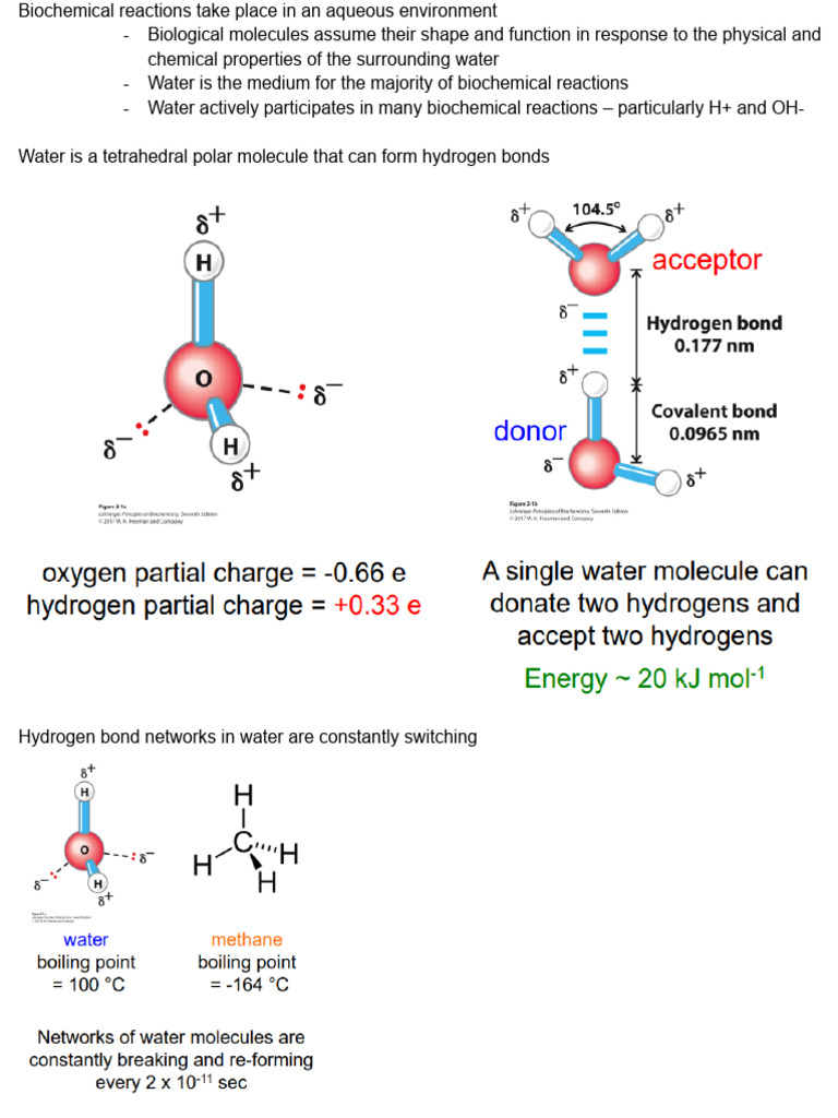 Role of Water in Biochemical Reactions | PDF