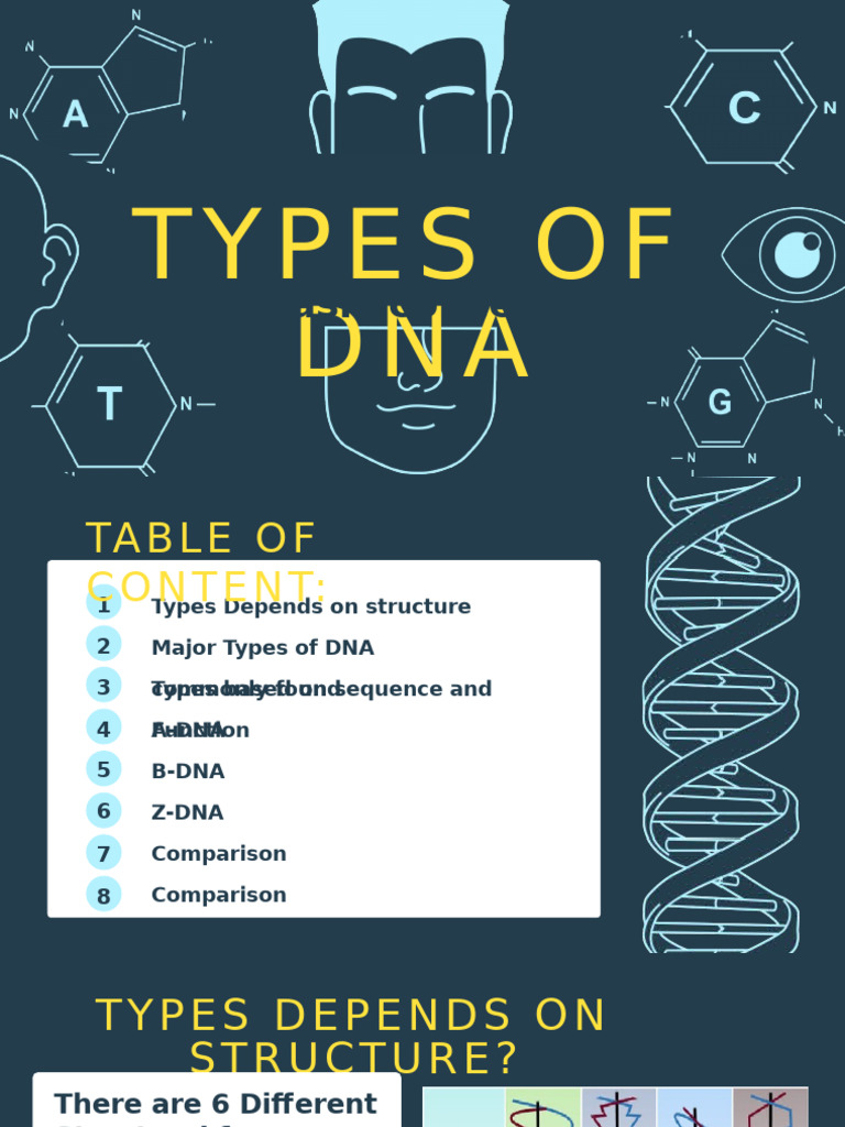 Major Types of DNA Explained | PDF | Dna | Nucleic Acid Double Helix