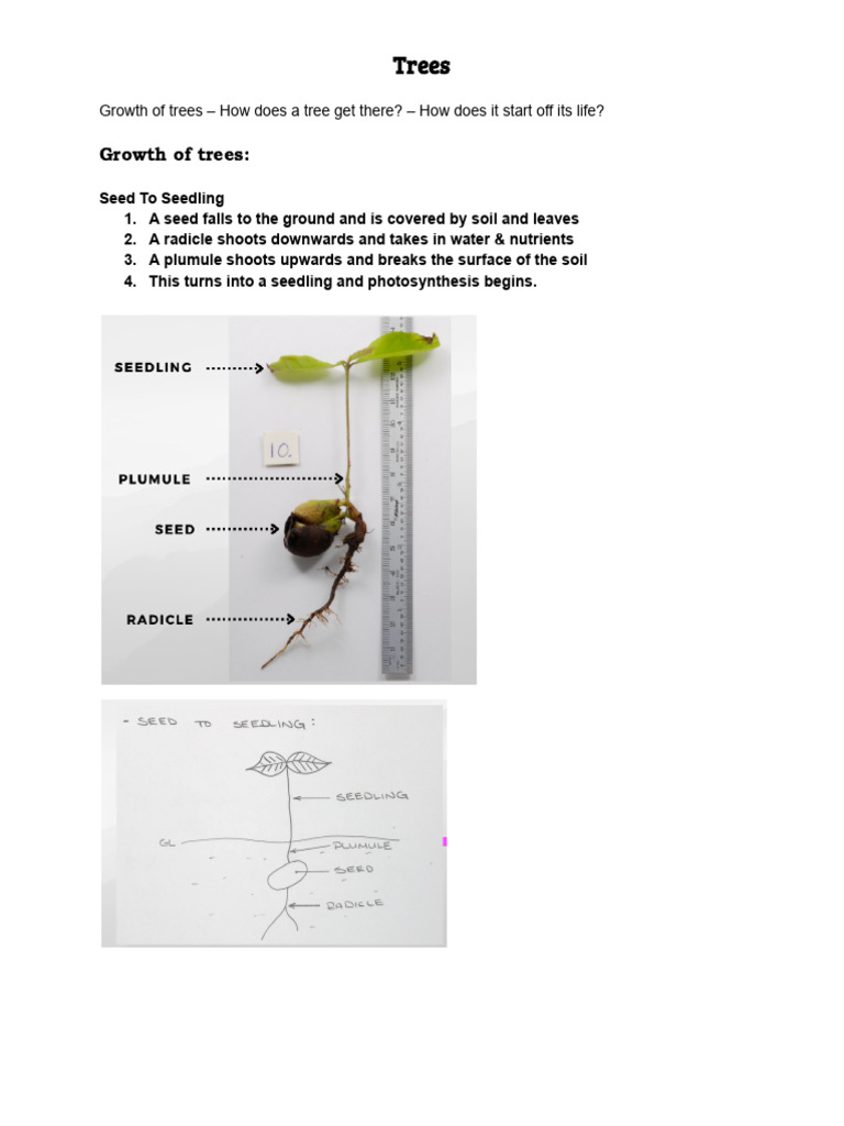 Tree Growth and Anatomy Explained | PDF