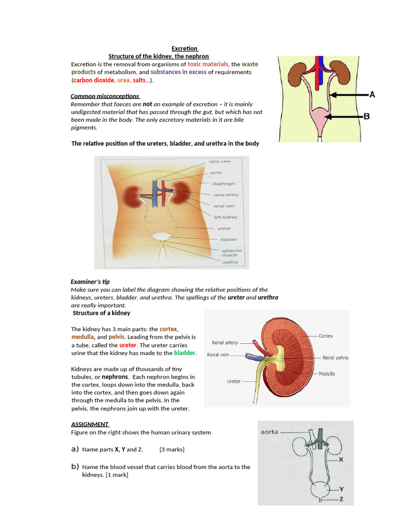 Kidney Structure and Excretion Process | PDF | Kidney | Urinary System